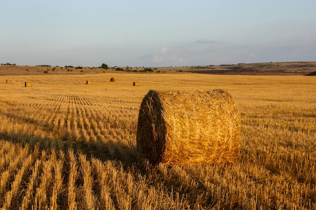 Ballots de paille dans le pré doré et bleu ciel clair au coucher du soleil.