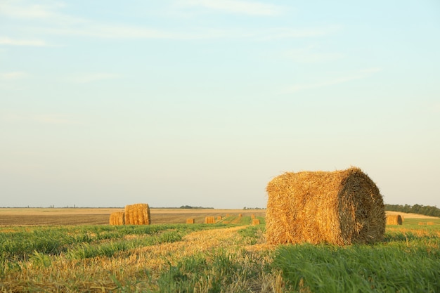 Des ballots de paille de foin dans le champ de chaume