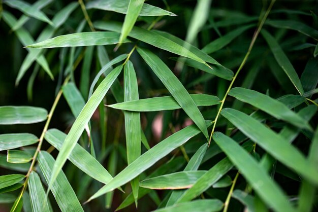 Bamboo Contexte