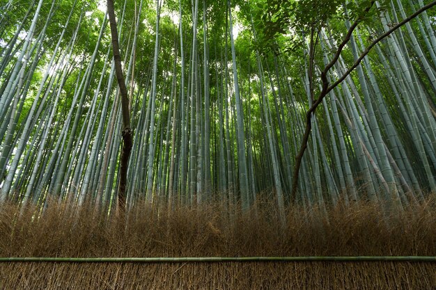 Bamboo