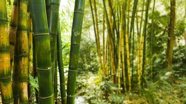 Bambou dans la forêt tropicale