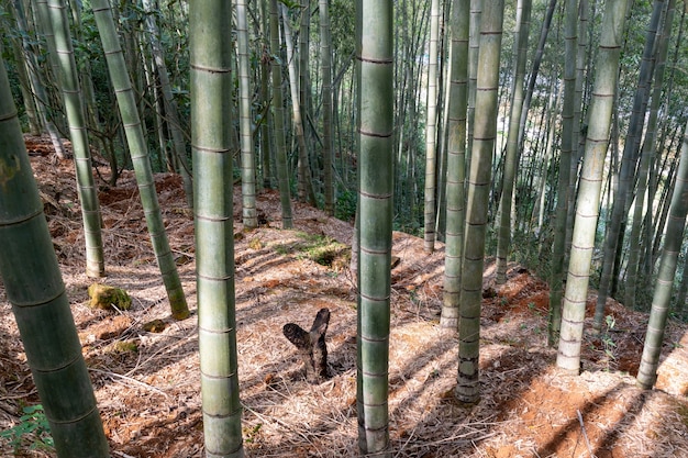 Bambou droit dans la forêt de bambou