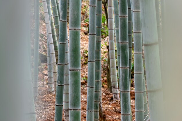 Bambou droit dans la forêt de bambou