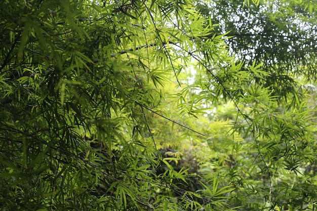 Bambou, Feuille, Forêt