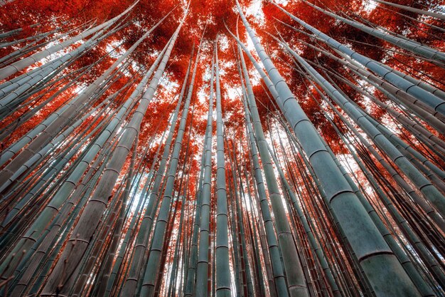 Bambou avec feuille rouge dans la forêt avec la lumière du soleil