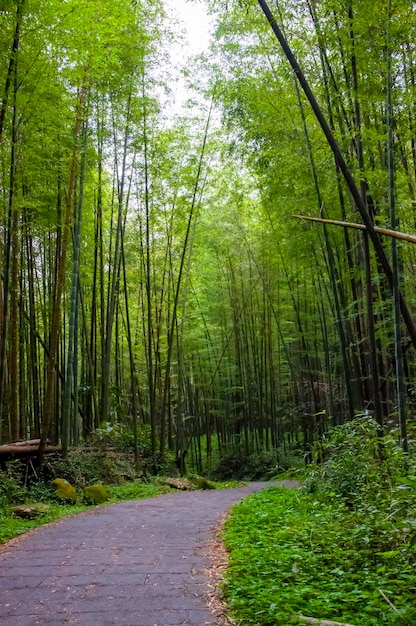 Bambou de la forêt de bambou vert frais de la forêt nationale