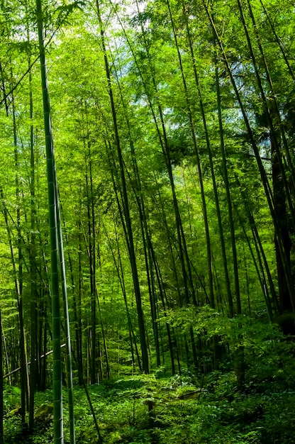 Bambou de la forêt de bambou vert frais de la forêt nationale