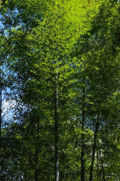 Bambou de la forêt de bambou vert frais de la forêt nationale