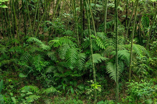 Bambou et fougère dans la forêt tropicale tropicale Colombie Amérique du Sud photo stock