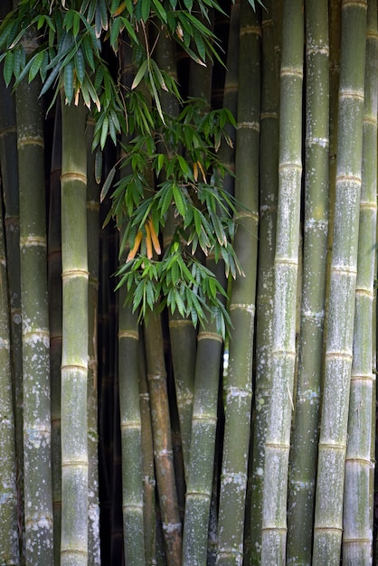 Bambou géant, le plus haut des bambous, type d'herbe qui couvre plus de 91 genres et plus de 1000 espèces