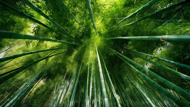 Le bambou laisse la nature en arrière-plan