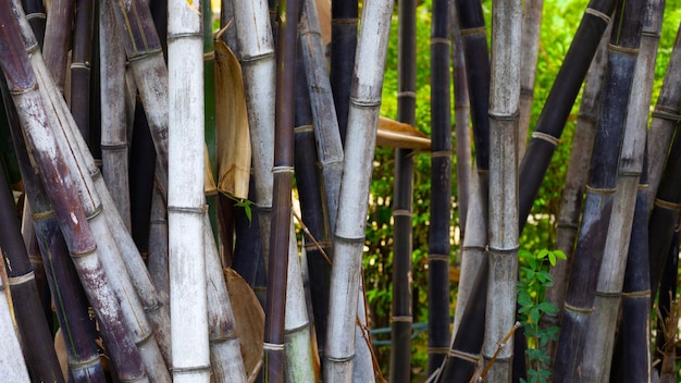 Bambou noir dans le jardin