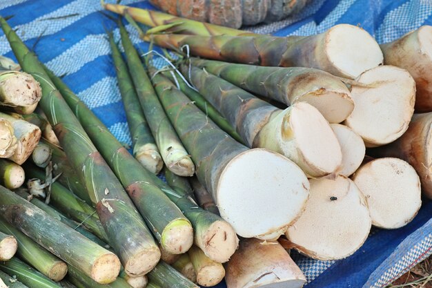 Bambou pousse à street food