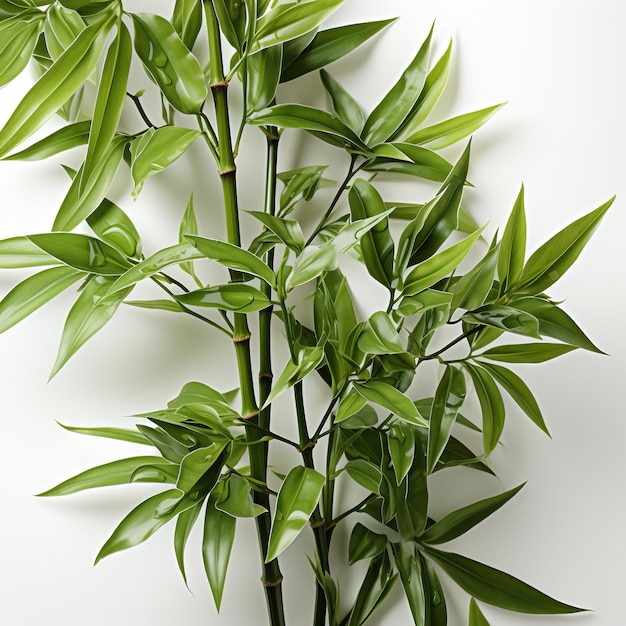 Un bambou vert frais sur un fond blanc