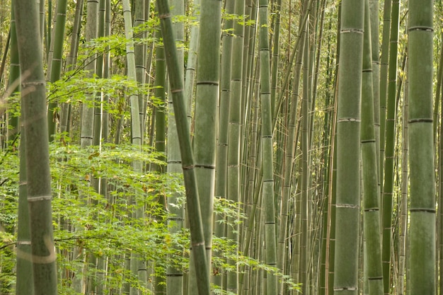 Photo des bambous dans la forêt