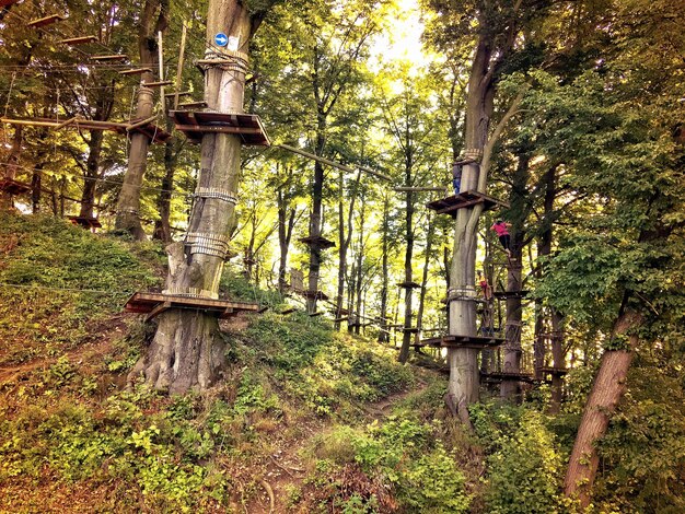 Photo des bambous dans la forêt