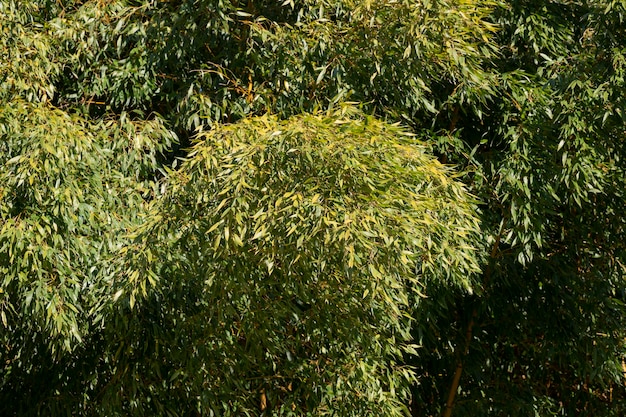 Bambous frais en forêt avec arrière-plan flou