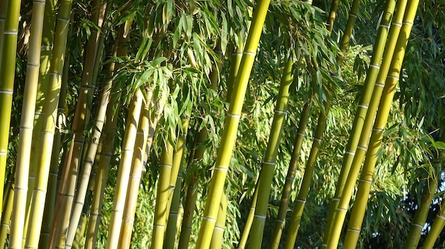 Bambouseraie, fond vert naturel de la forêt de bambous