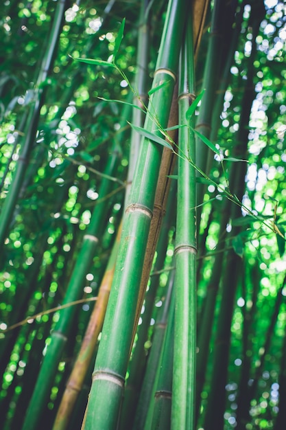 Bambouseraie, fond vert naturel de la forêt de bambous
