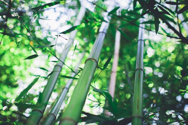 Bambouseraie, forêt de bambous vert naturel