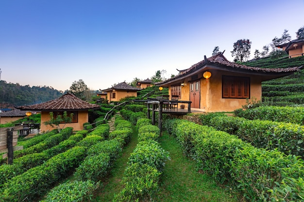 Ban Rak Thai, une colonie chinoise dans un champ de thé avec du brouillard le matin