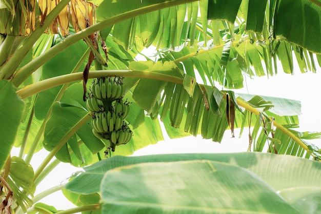 Banane sur arbre à la ferme