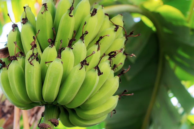 Banane sur arbre avec fond de texture.