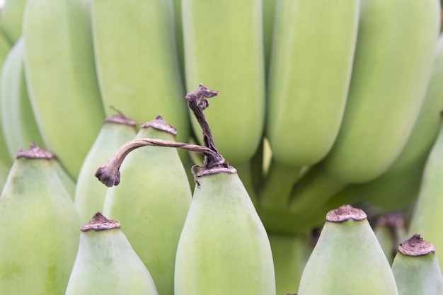 Banane, Banane crue mangée comme légume délicieux