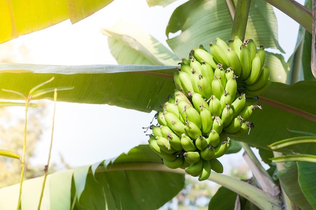 Banane crue sur l'arbre dans le jardin