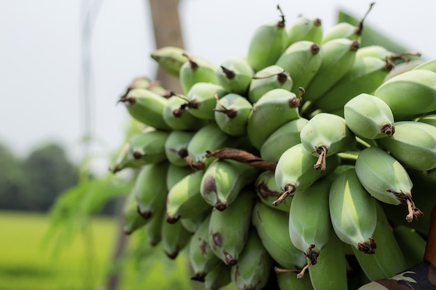 Banane crue à la ferme avec une journée.