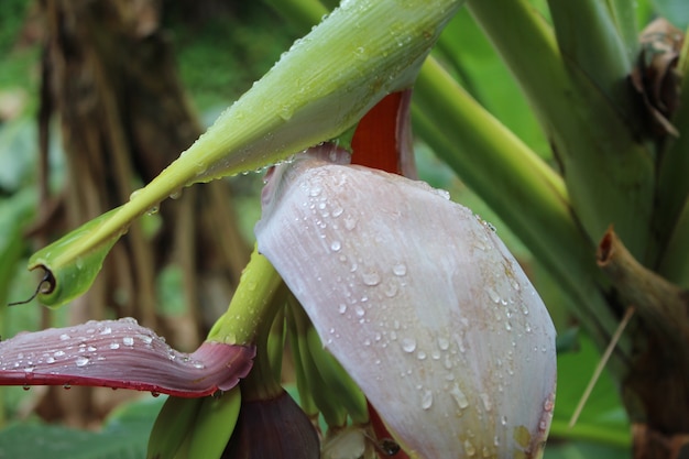 Banane dans le jardin