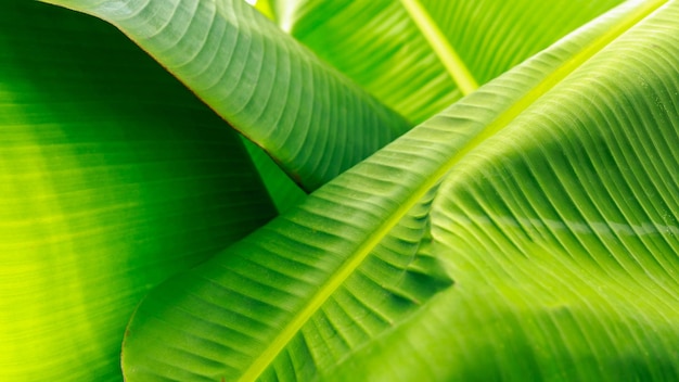 Banane feuille verte et texture feuilles banane