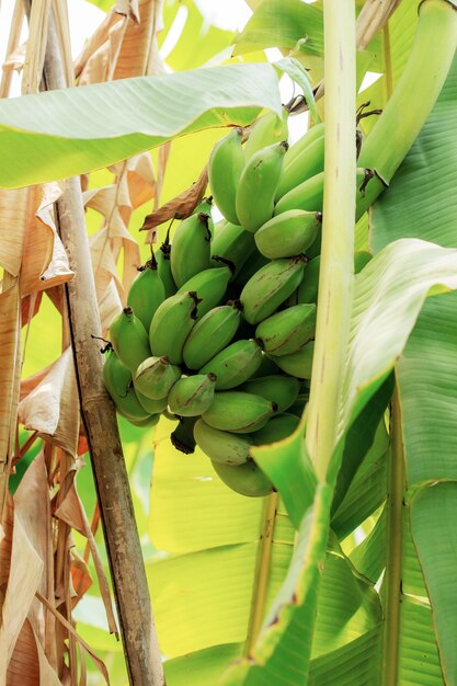 Banane et feuilles sèches avec la lumière du soleil.