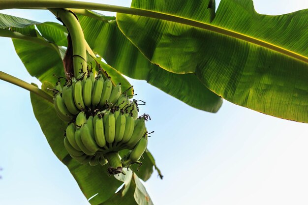 Banane verte crue sur le bananier