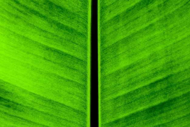 Banane verte laisse texture - fond