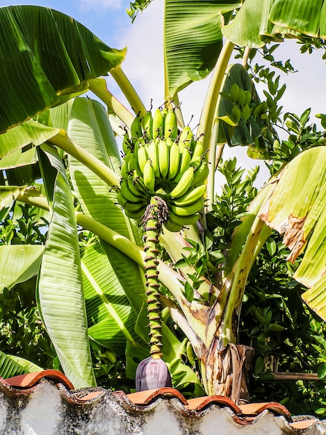 Banane verte multiple biologique non mûre sur bananier. Bananier avec un régime de bananes. Brésil.