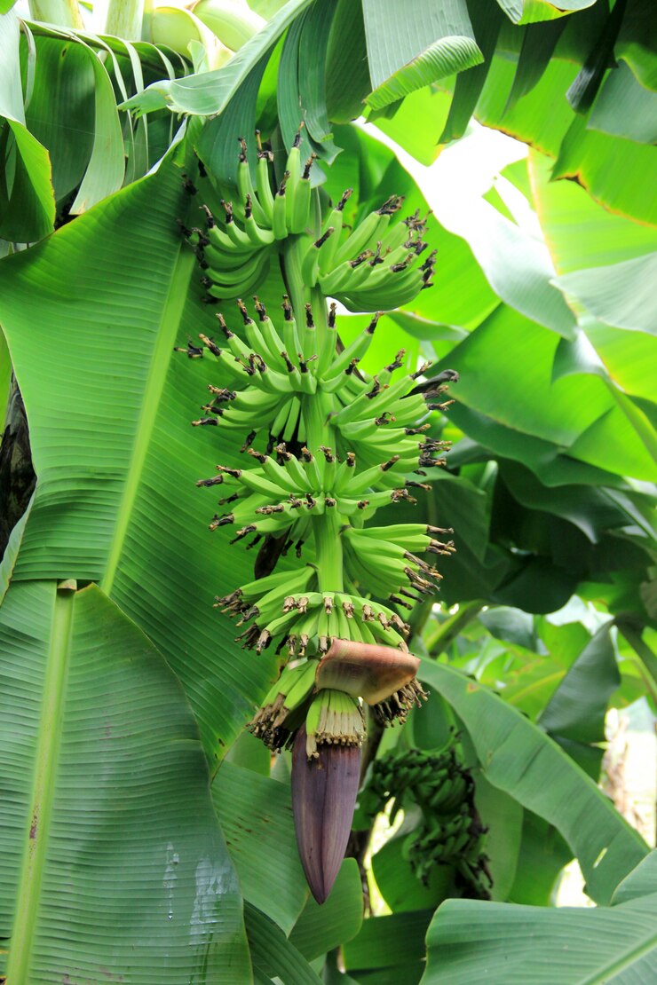 Photo banane verte