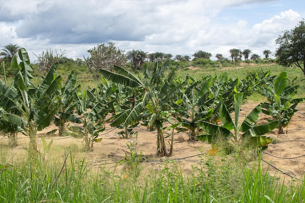 bananeraie irriguée entourée de plusieurs arbres