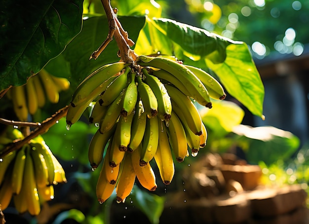 bananes sur un arbre dans le jardin