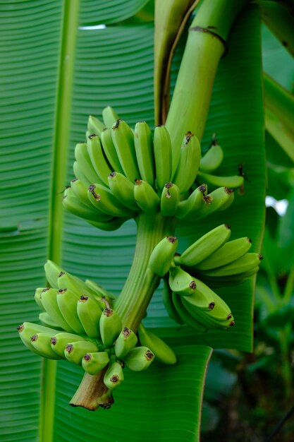 bananes crues de doigt de dame accrochées au tronc du bananier. cultivars diploïdes de Musa acuminata