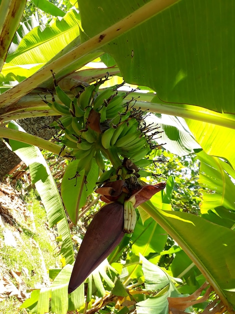 Photo les bananes encore sur l'arbre