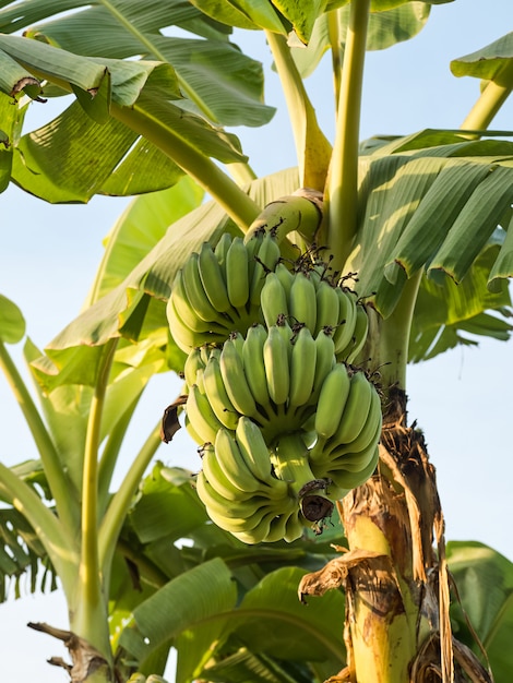 Photo les bananes sont une culture économique cultivée dans le monde entier