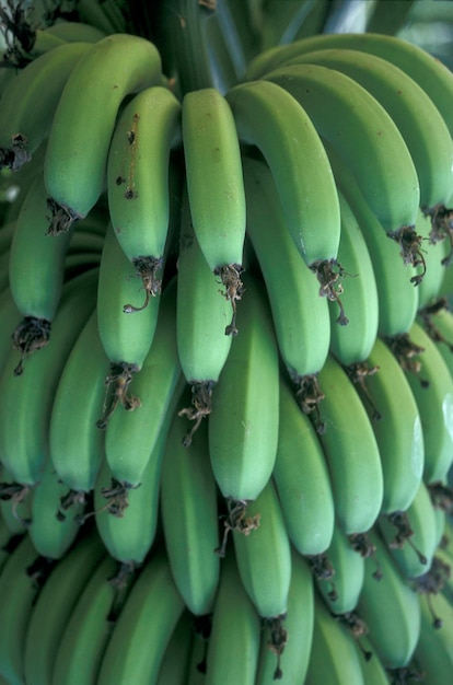 Photo bananes à vendre