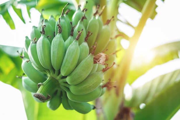 Bananes vertes sur l'arbre