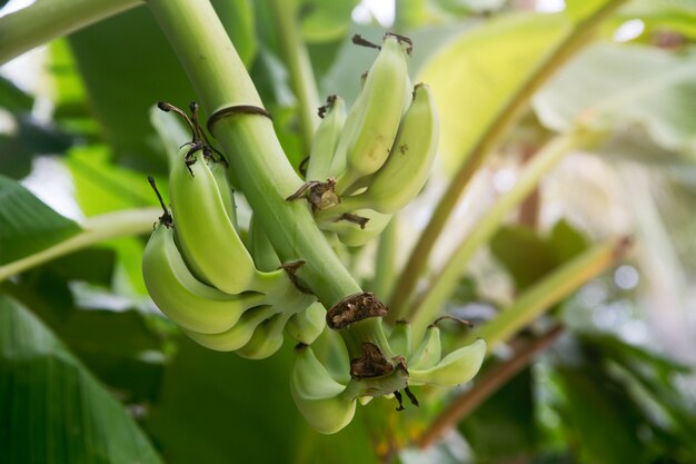 bananes vertes, branche, gros plan