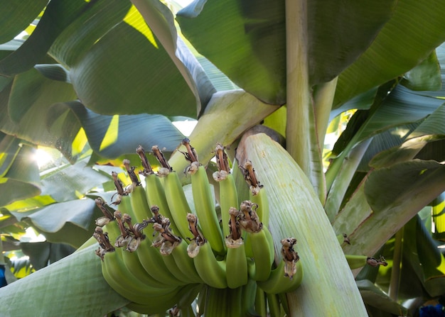 Bananes vertes dans le jardin sur la plantation agricole de bananiers en Thaïlande fruits d'été