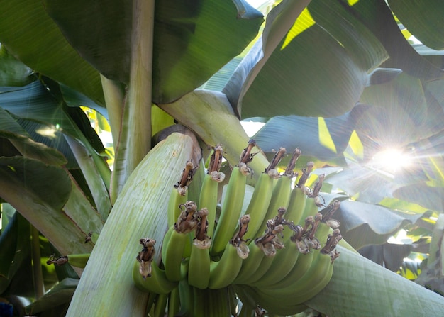 Bananes vertes dans le jardin sur la plantation agricole de bananiers en Thaïlande fruits d'été