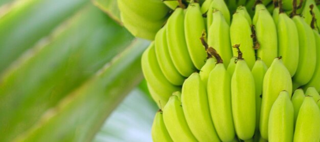 Des bananes vertes fraîches Des bananes accrochées à un arbre