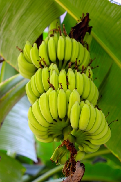 Des bananes vertes fraîches Des bananes accrochées à un arbre