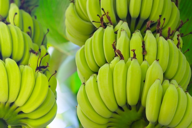 Des bananes vertes fraîches suspendues à un arbre.